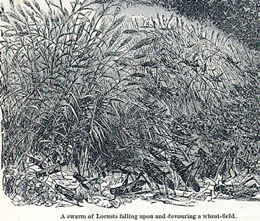 an illustration of a locust swarm devouring a wheat field