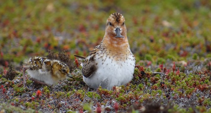 spoonbill sandpipers