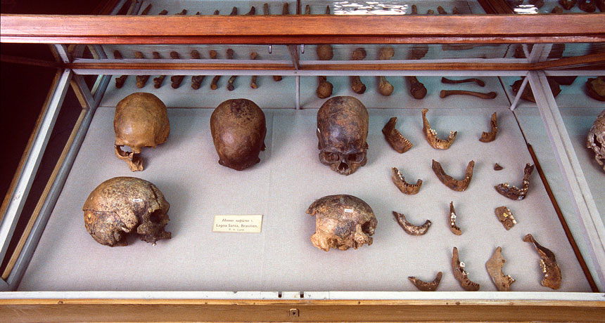skulls and bone fragments from Lagoa Santa, Brazil