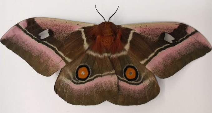 cabbage tree emperor moth