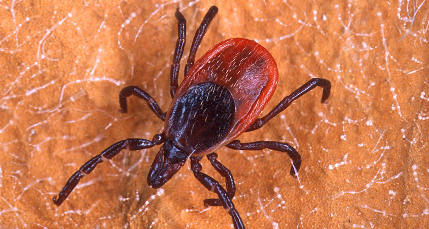 blacklegged tick Ixodes scapularis
