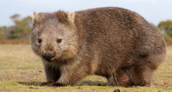 wombat
