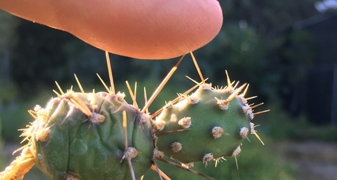 cactus spine poking a finger