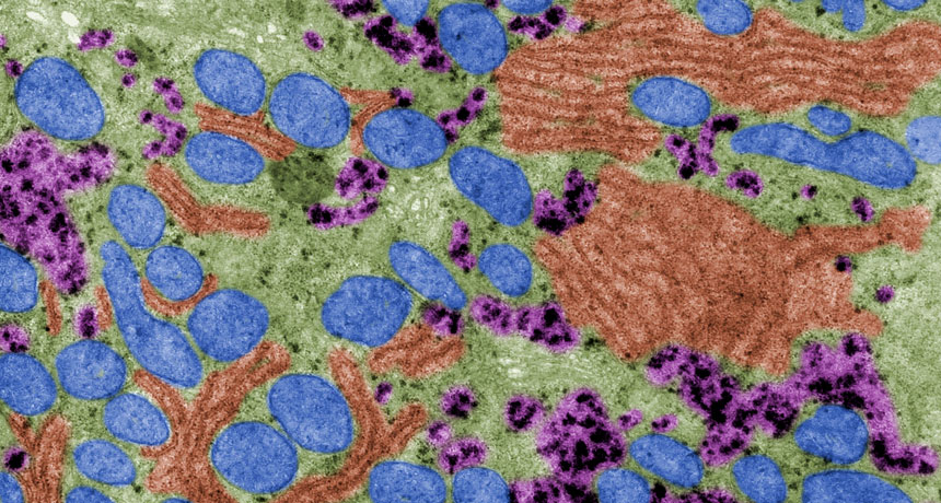 liver cell microscope image