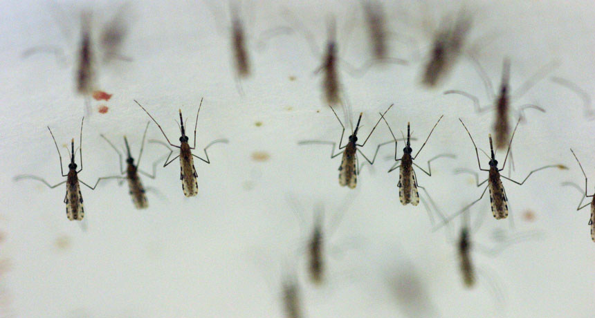 Anopheles gambiae mosquitoes