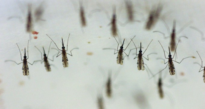 Anopheles gambiae mosquitoes