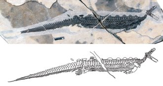 ancient marine reptile