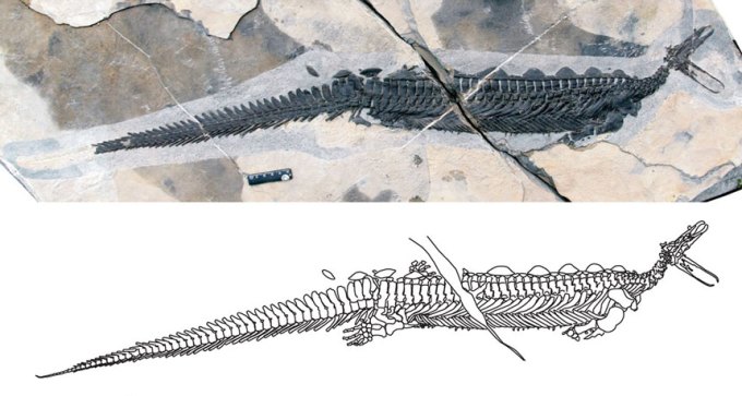 ancient marine reptile