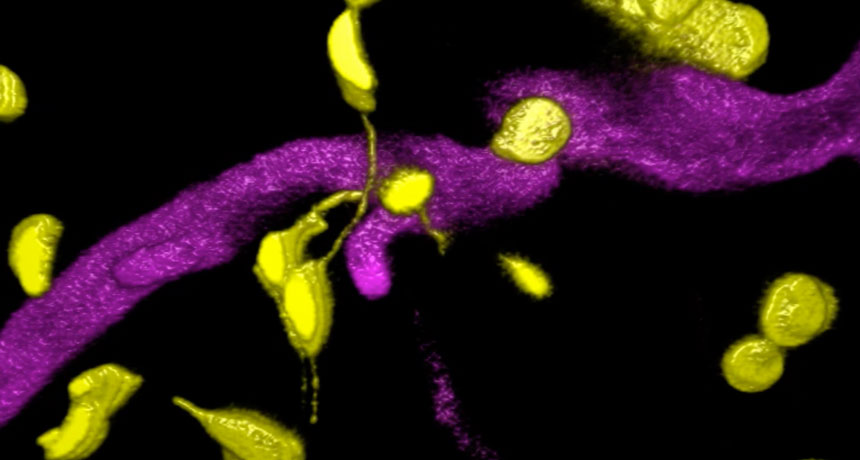 3-D visualization chloroplasts fighting microbes