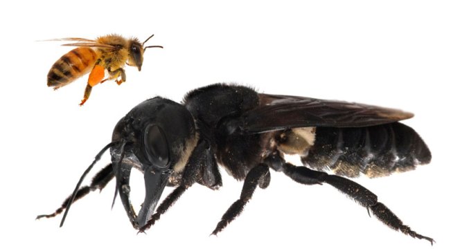honeybee and Wallace's giant bee