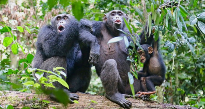 chimpanzees