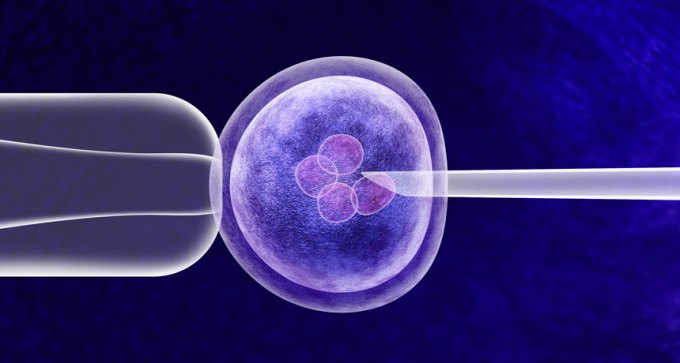 embryo fertilization