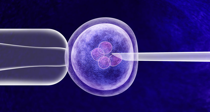 embryo fertilization
