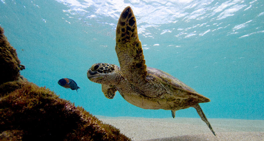 green sea turtle