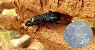 Horned passalus beetles