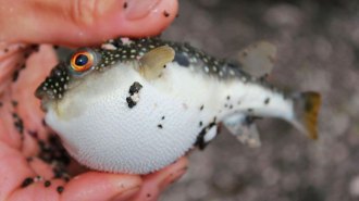 Pufferfish