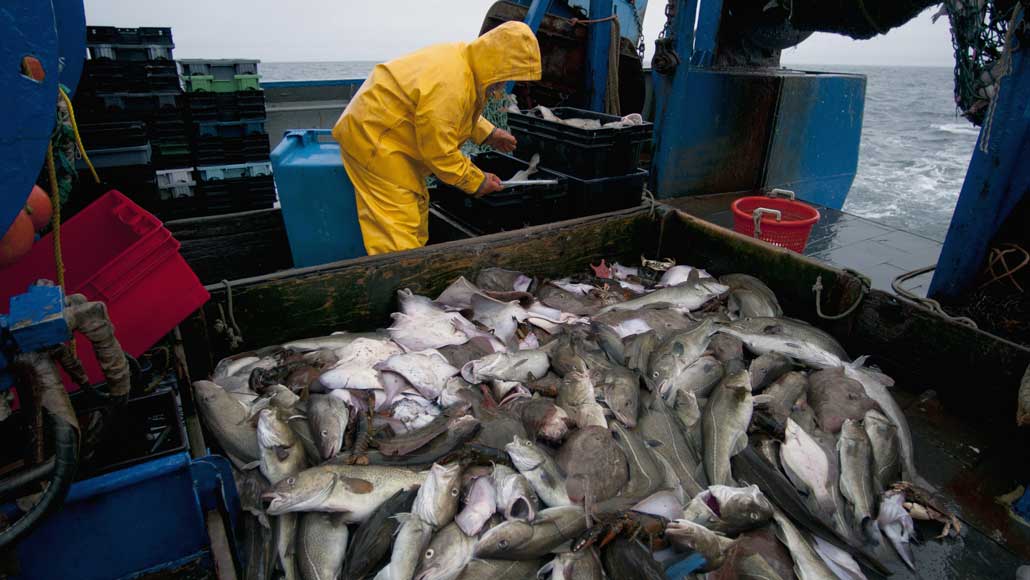 cod fisherman