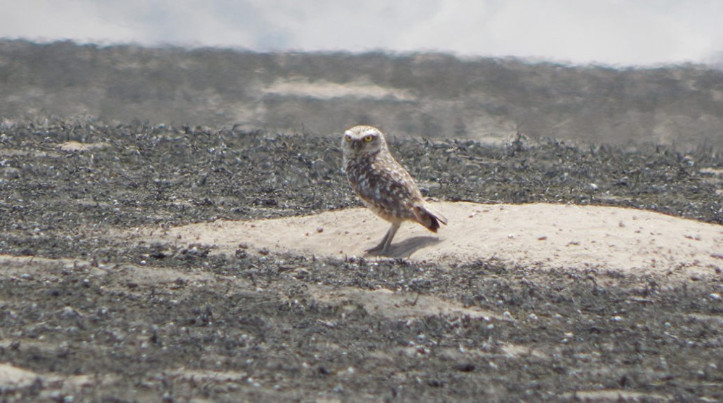 burrowing owl