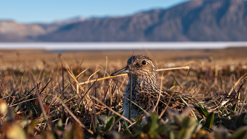 sanderling