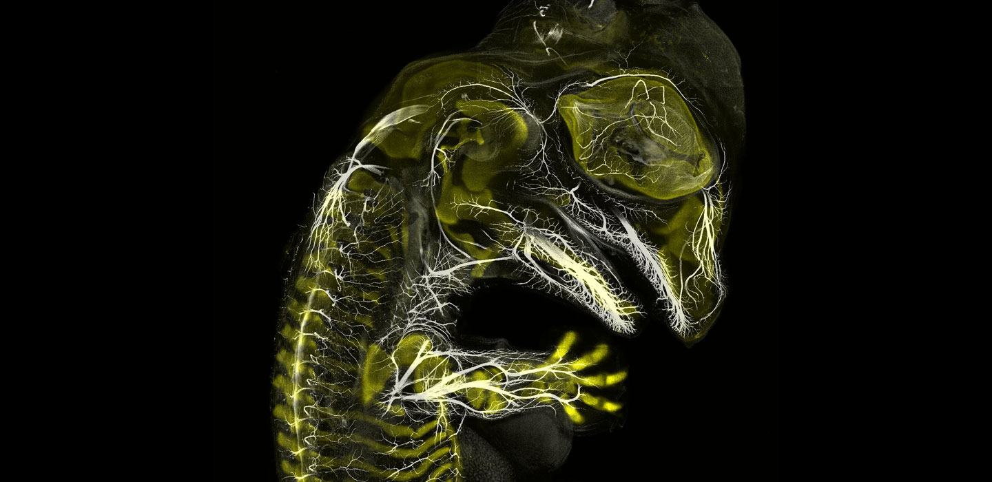 American alligator embryo