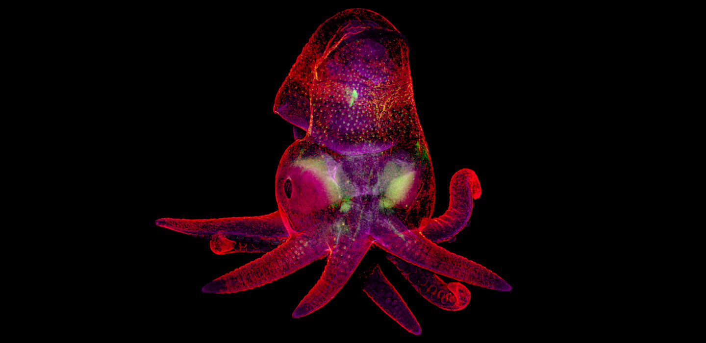 developing octopus