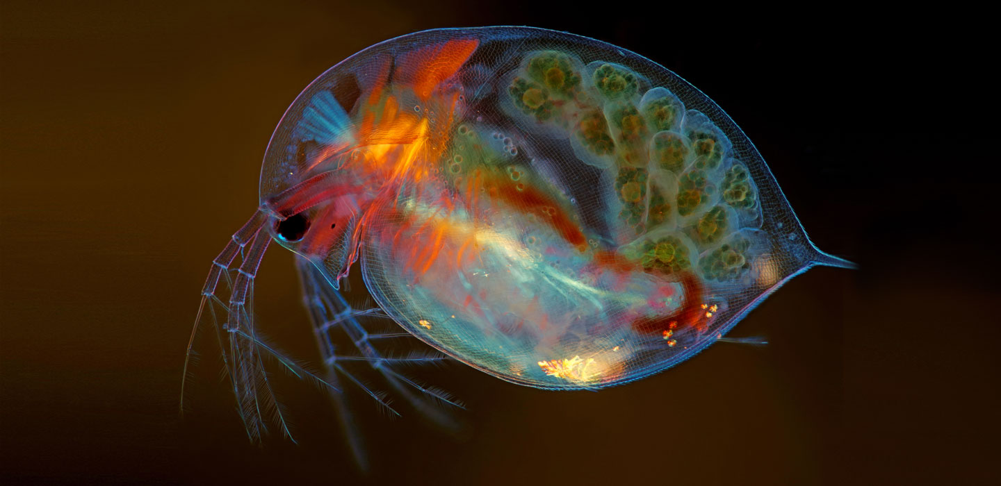 pregnant Daphnia