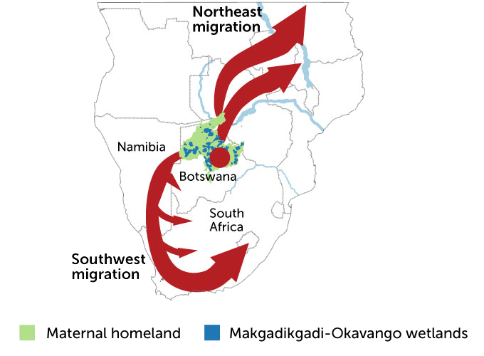 Homo sapiens migration map