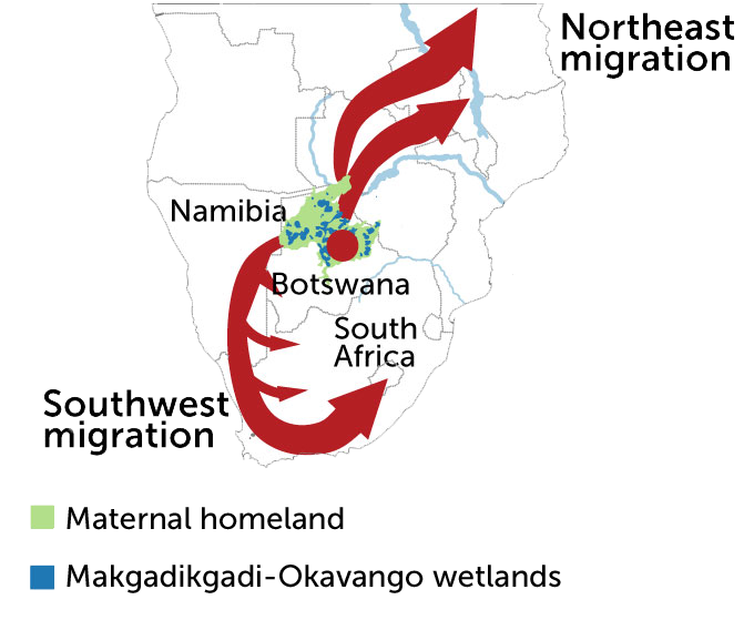 Homo sapiens migration map