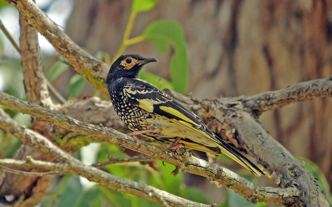 Regent honeyeater
