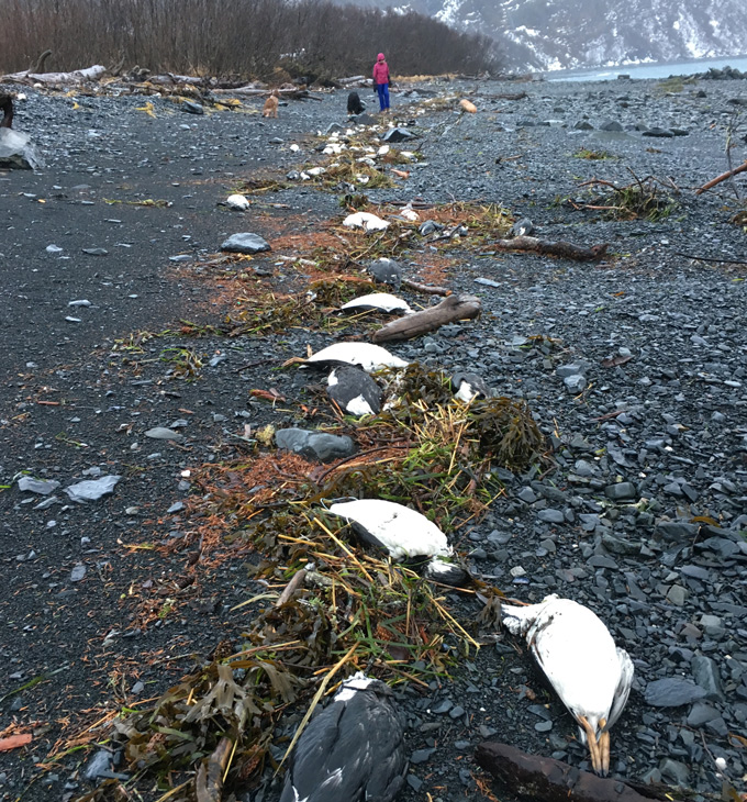 common murre carcasses