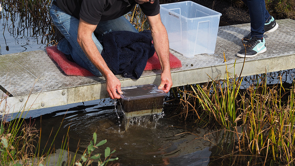 microplastic contamination