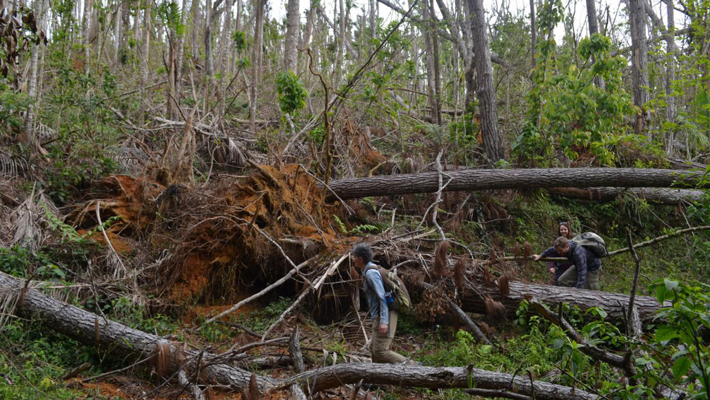Toro Negro State Forest