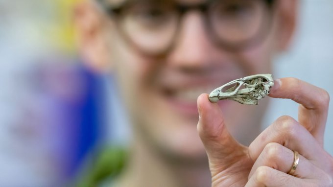 Asteriornis maastrichtensis 3-D–printed skull