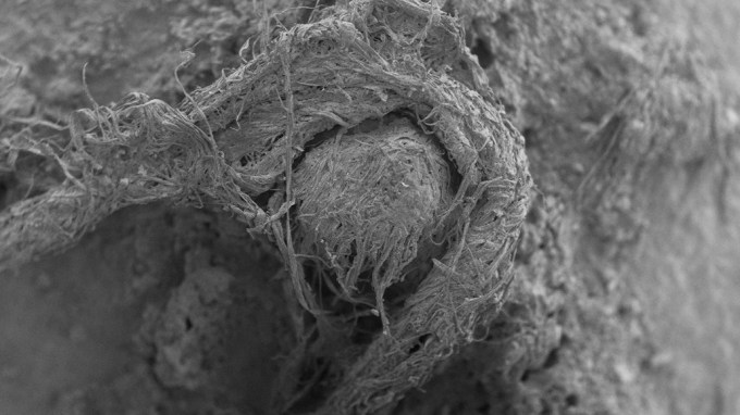 SEM image of Neandetal string