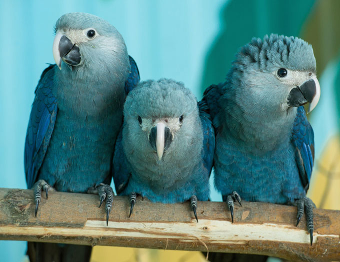 Spix’s Macaw