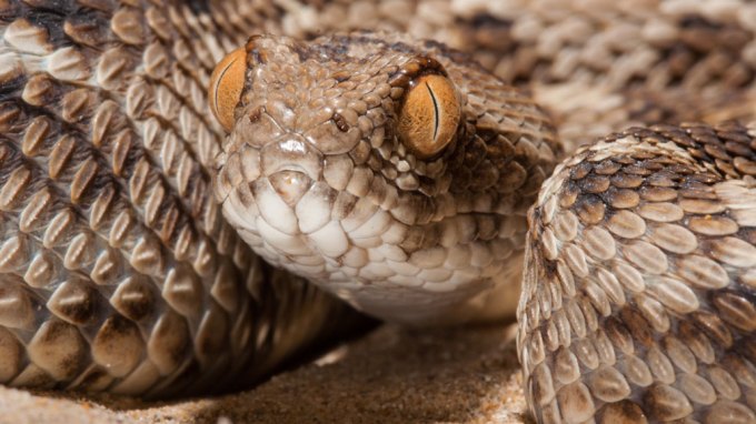 photograph of Sochurek's saw-scaled viper