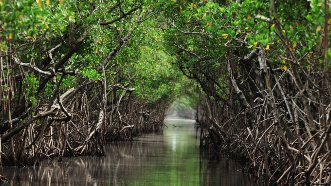 mangrove forest