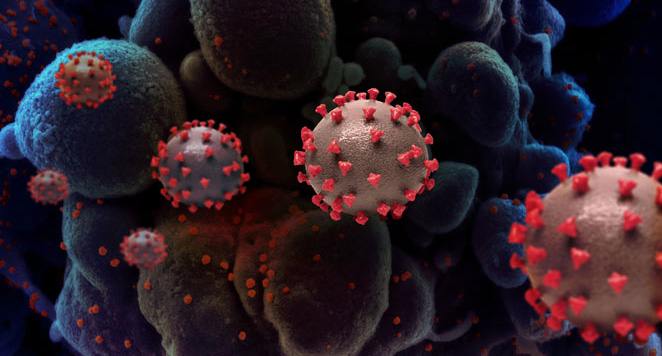 illustration of SARS-CoV-2; Credit: NIAID