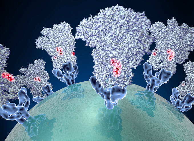 spike proteins illustration