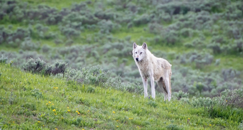 Wolf in Yellowstone National Park
