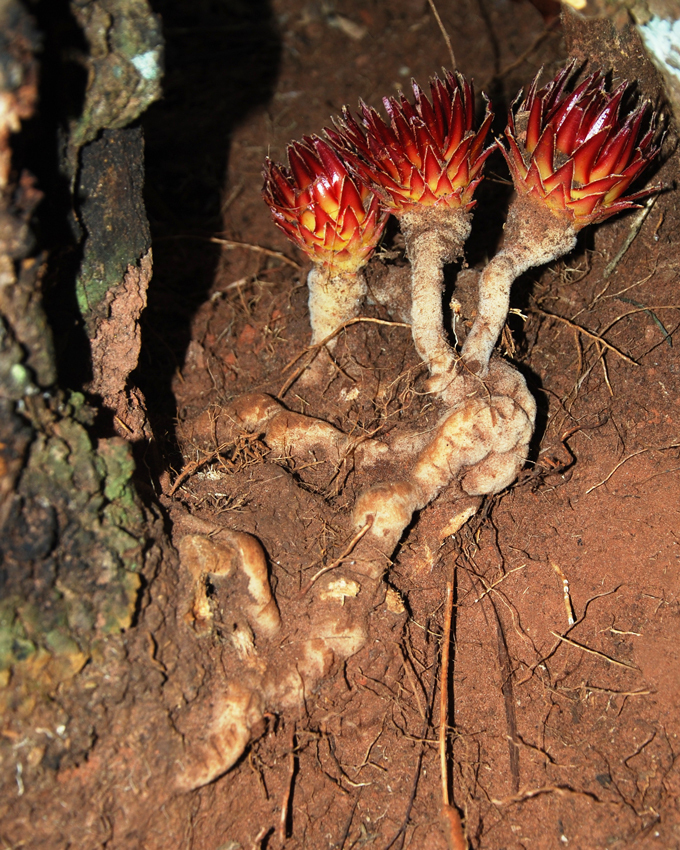 Langsdorffia hypogea parasite