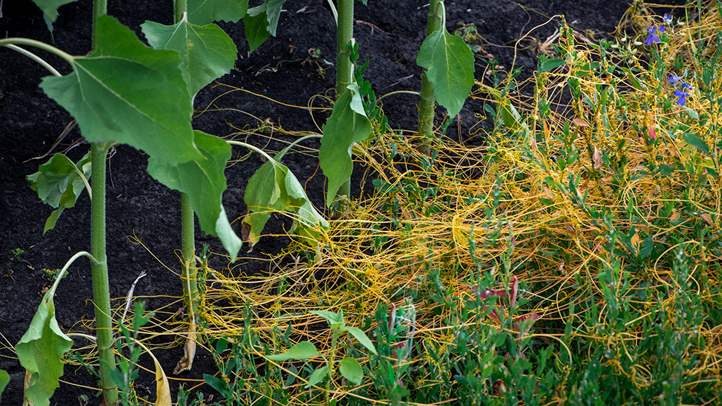 dodder plant with orange stems