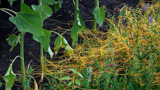 dodder plant with orange stems