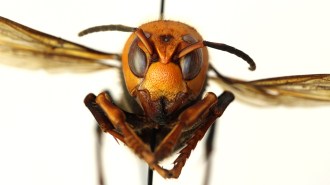 Asian giant hornet