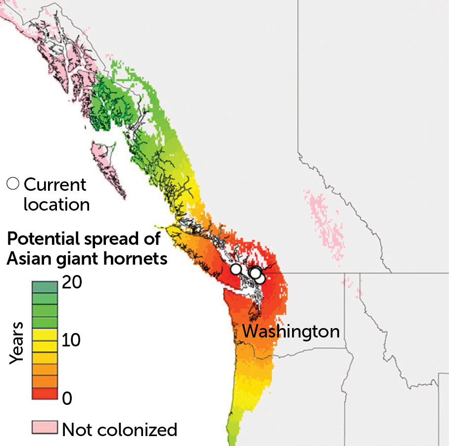 Projected Asian giant hornet spread over 20 years on their own