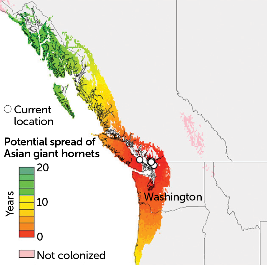 Projected Asian giant hornet spread over 20 years with human aid