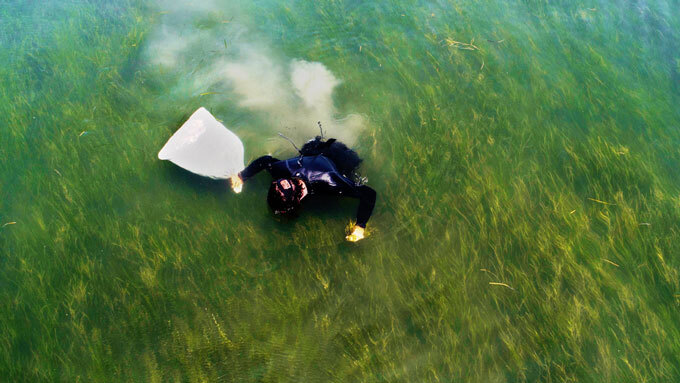 researcher collecting seagrass seeds
