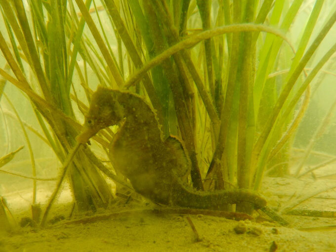 Reestablished eelgrass bed near Virginia