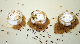 fire ants building syphons