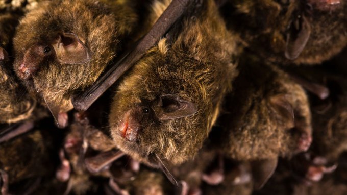 Indiana bats